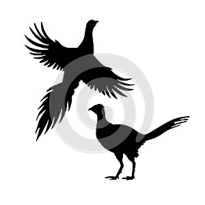 Silhouettes of pheasant. Set of icons. Flying and standing bird. Vector illustration.