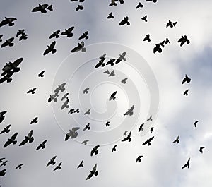 Silhouettes of pigeons in the sky