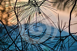 Silhouettes of pine tree needles with sunset sky background.
