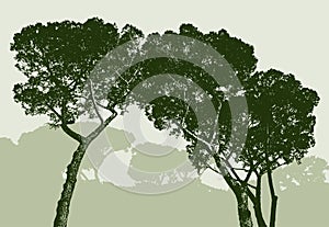 Silhouettes of the pine trees