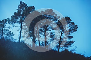 Silhouettes of pine trees against a cloudy sky