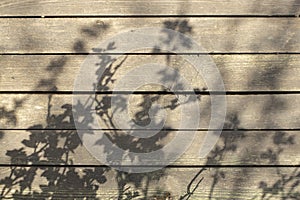 Silhouettes of plants on the background of old boards, decorative background