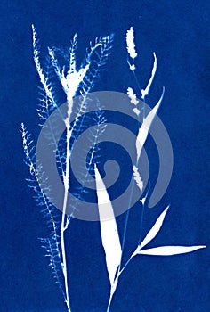 Silhouettes of plants on blue. photo