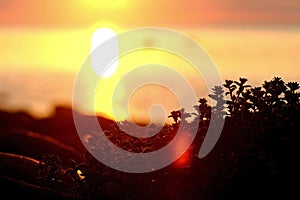 Silhouettes of plants, sunset, sea