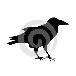 Silhouettes of raven.Isolated image on a white background. Black outline of birds for your design. Vector illustration