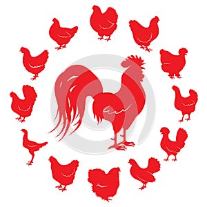 Silhouettes of rooster and chickens of different breeds isolated on a white background