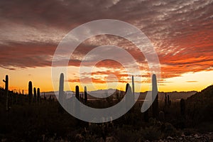 Silhouettes of Saguaro Stand Tall At The Edge Of Darkness Below Brilliant Sunset Colors