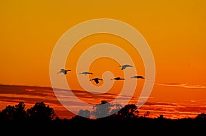 Silhouettes of Sandhill Cranes Flying at Sunset