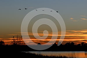 Silhouettes of Sandhill Cranes Flying at Sunset