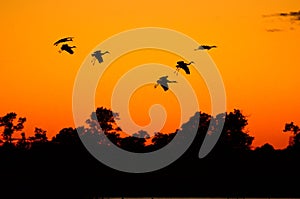 Silhouettes of Sandhill Cranes at Sunset
