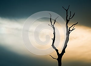 Silhouettes scene of lifeless trees in twilight