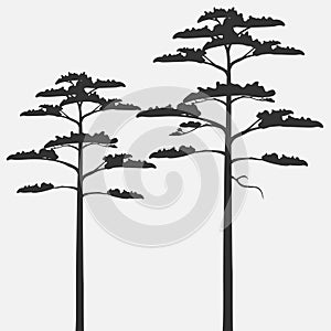 Silhouettes of scots pine isolated on gray background.