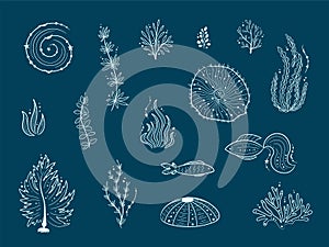 Silhouettes of sea life outline isolated on dark blue background. Vector Hand drawn illustrations of engraved line.