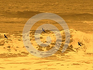 Silhouettes of seabirds flying above rough ocean sea water background. Sepia colour.