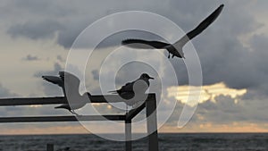 Silhouettes of seagulls on a pier by the sea