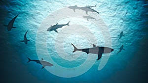 Silhouettes of sharks underwater in ocean against bright light. 3D rendered illustration.