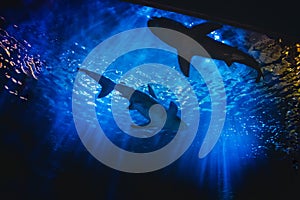 Silhouettes of Small White Sharks Swimming in Deep Blue Aquarium Tank.