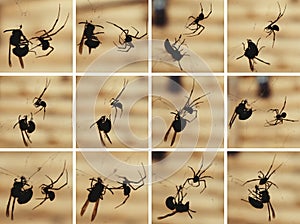 Spider fighting the wasp