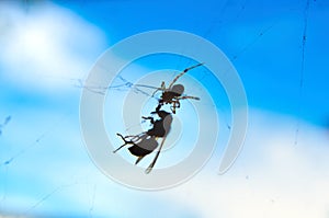 Spider fighting the wasp