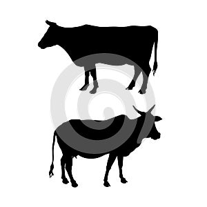 Silhouettes of a standing cow photo