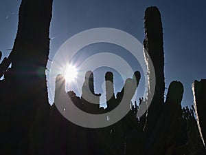 Silhouettes of the stems of a big bilberry cactus (Myrtillocactus geometrizans) with big needles in backlit.