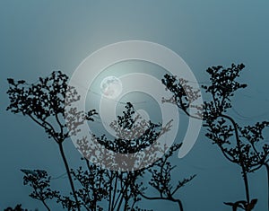 Silhouettes of stems of umbrella grasses in the ghostly light of a blue moon