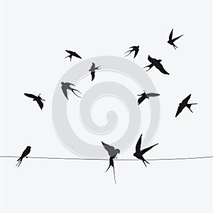 Silhouettes of swallows sitting on wires. Black contour of a flock of birds. Black and white illustration. Tattoo.