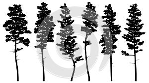 Silhouettes of tall pine trees cedar.