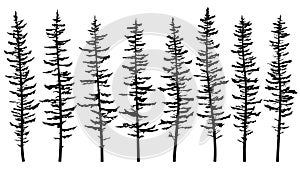 Silhouettes of tall spruce tree with broken and sparse branches. photo
