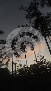 silhouettes of tall trees against a dark and yellow sky as the sun rises