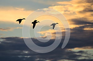 Silhouettes of Three Ducks Flying in the Dusky Sky at Sunset