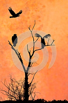 Silhouettes of Three Eagles in a Burning Sky