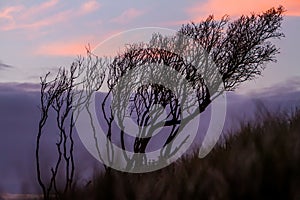 Silhouettes of threes on sunset sky background,