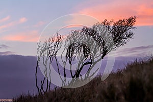 Silhouettes of threes on sunset sky background,