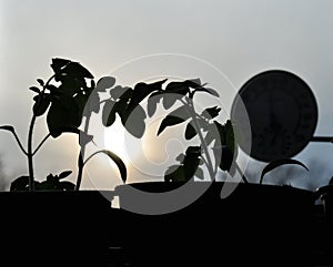 Silhouettes of tomato seedlings and window thermometer on the background with setting sun.