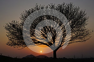 The silhouettes of a tree