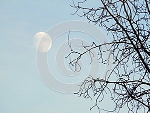 Silhouettes of tree branches against the evening