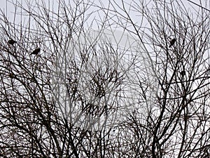 Silhouettes of tree branches and birds sitting on them against the background of spring sky.