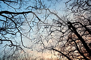 Silhouettes tree branches with sky. Sunset. Background for design photo