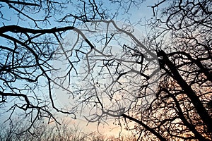 Silhouettes tree branches with sky. Sunset. Background for design