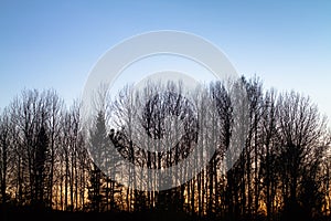 Silhouettes of tree tops against the evening sky