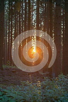 Silhouettes of tree trunks in a forest in the sunset.