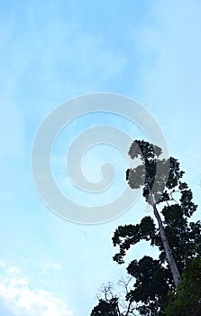 Silhouettes of Trees against Background of Blue Sky - Natural Background
