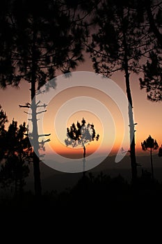 Silhouettes of trees against the light of sunset.