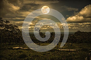 Silhouettes of trees against night sky with clouds and bright full moon. Vintage tone.