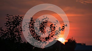 Silhouettes of trees and home against the background of a summer sunset.