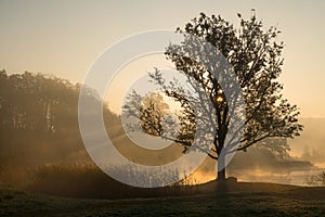 Silhouettes of trees on a misty foggy morning with sun rays coming through the tree branches on the lake shore in Europe.