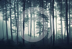 Silhouettes of trees in morning light in a forest