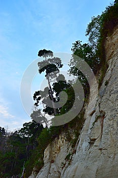 Silhouettes of Trees on Mountain against Background of Blue Sky