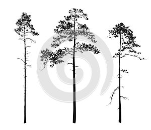 Silhouettes of trees. pine photo